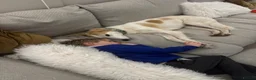Lurcher dogs for sale: Gorgeous gentle lurcher boy 2 yrs seeking new home - Advert 3