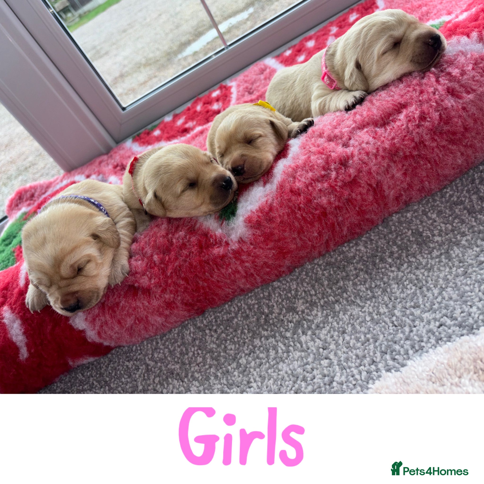 Labrador Retriever dogs for sale: Golden&Cream Kc registered Labrador Retrievers  - Advert 3