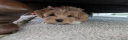 Maltipoo dogs for sale: Maltipoo F1 Puppy in Shrewsbury - Advert 2