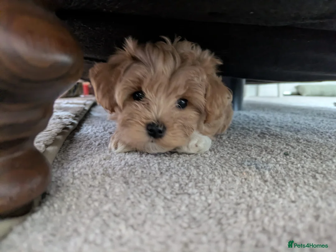 Maltipoo dogs for sale: Maltipoo F1 Puppy in Shrewsbury - Advert 2