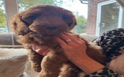 Aussiedoodle dogs for sale: Australian labradoodle puppies  - Image 3