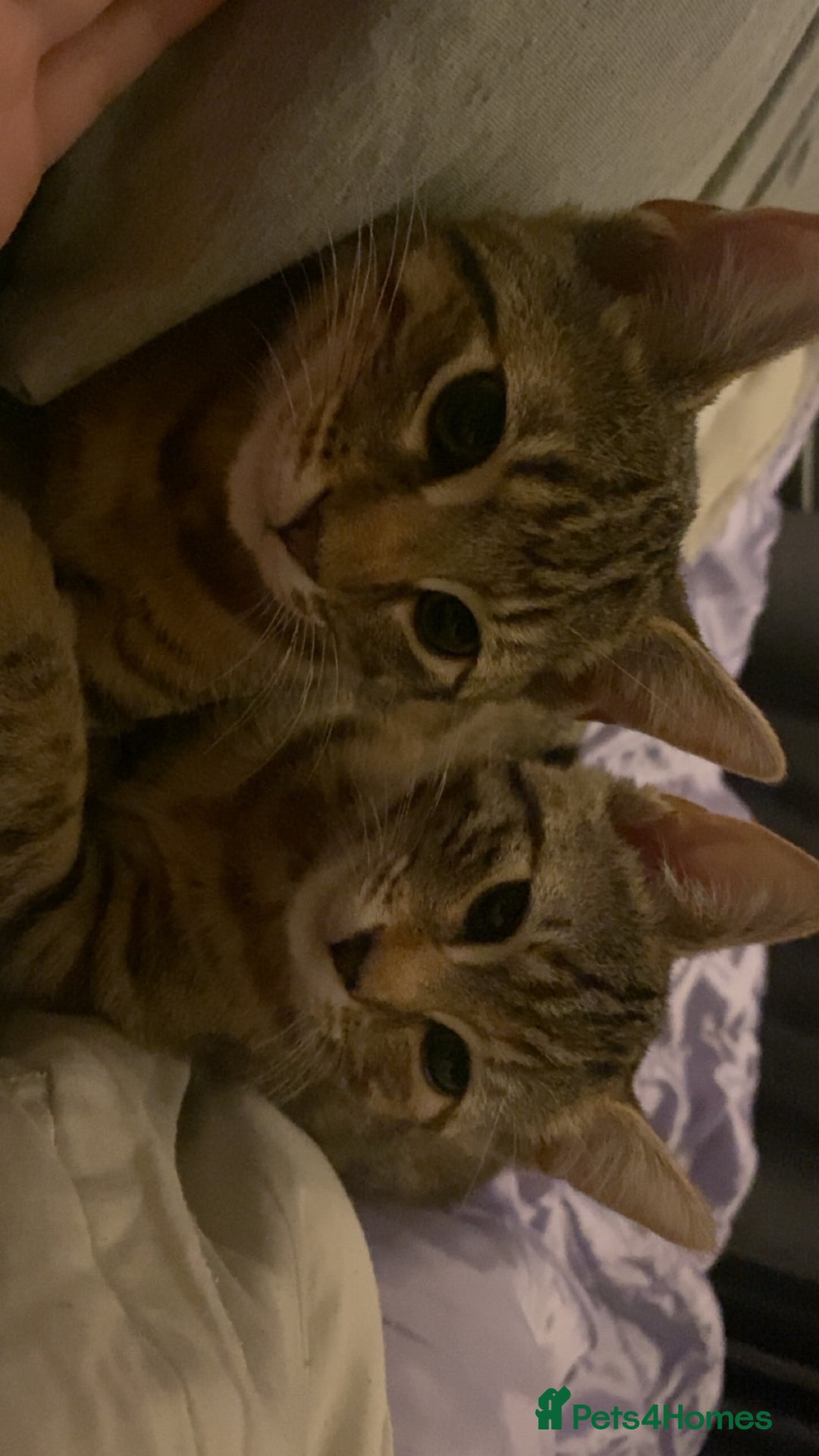 Bengal cats for sale: Bengal cross moggy kittens  - Advert 3
