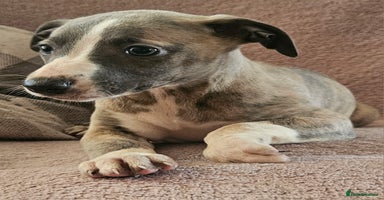Whippet dogs - Advert 6