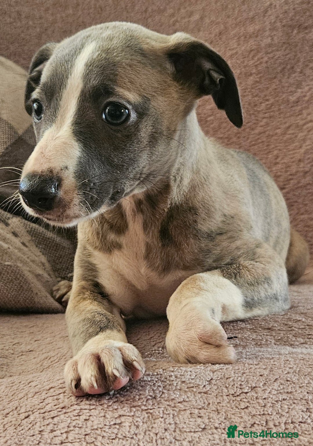 Whippet dogs for sale: **Ready now**KC HEART AND HEALTH TESTED WHIPPETS - Image 24