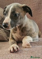Whippet dogs - Advert 7