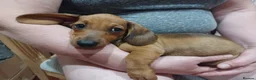 Dachshund dogs for sale: Adorable dachshund puppy - Advert 7