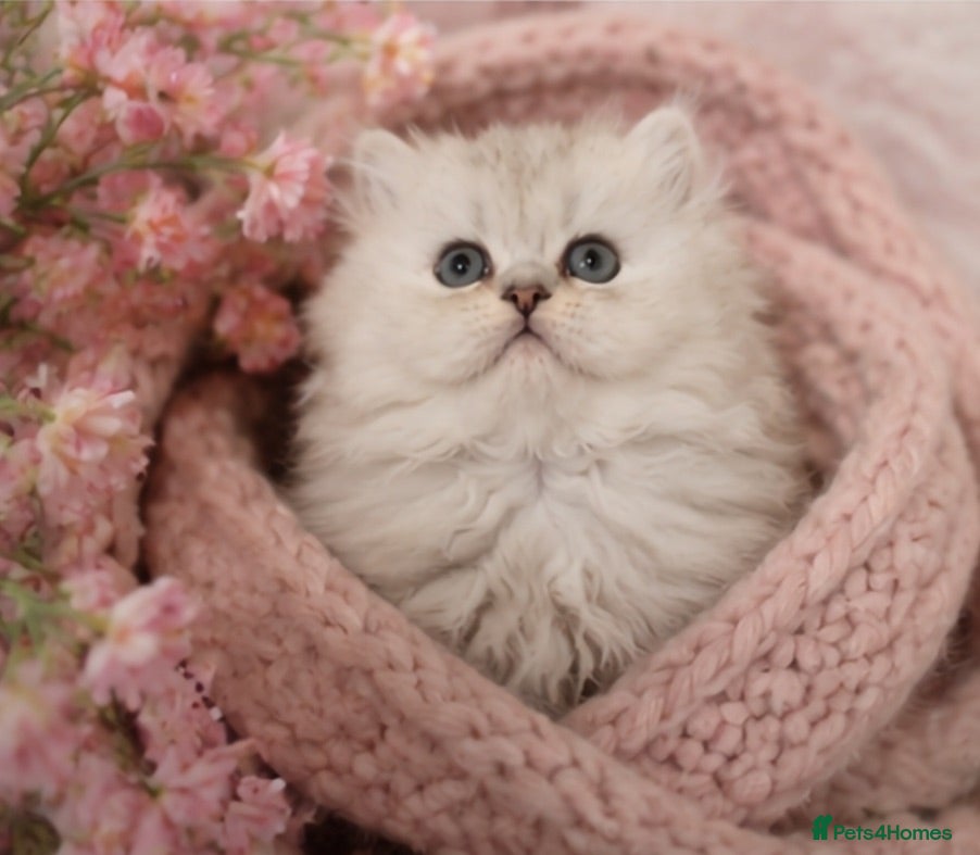 Persian cats 💎 Gorgeous Doll Face Persian Chinchilla 💎 - Advert 11