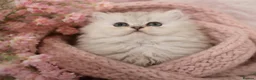 Persian cats for sale: 💎 Gorgeous Doll Face Persian Chinchilla 💎 - Advert 1