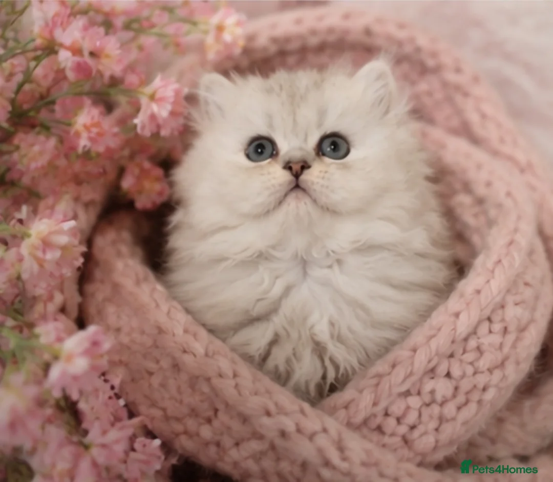 Persian cats for sale: 💎 Gorgeous Doll Face Persian Chinchilla 💎 - Advert 1