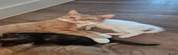 Mixed Breed cats for sale: 6 enjoyable kittens looking for forever home - Advert 1