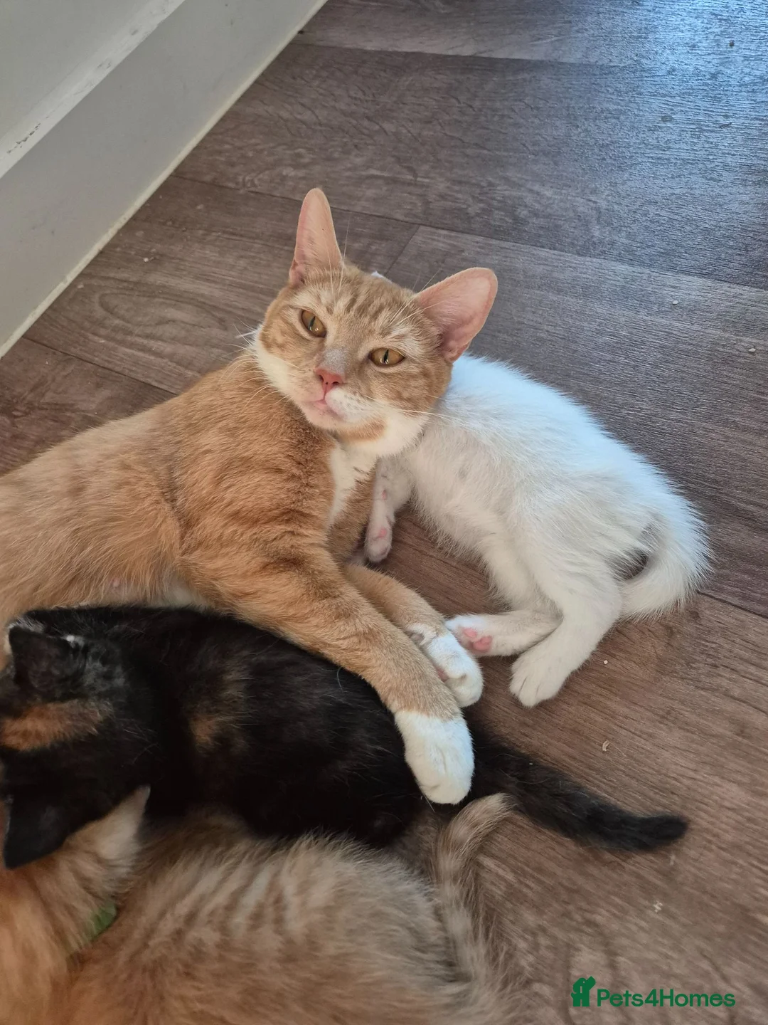 Mixed Breed cats for sale: 6 enjoyable kittens looking for forever home - Advert 1