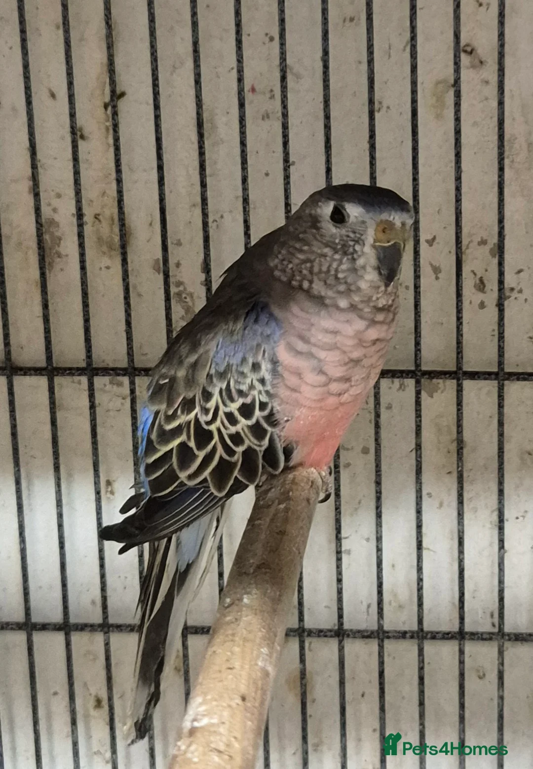 Mixed Breed birds for sale: Cage n aviary birds  - Advert 13