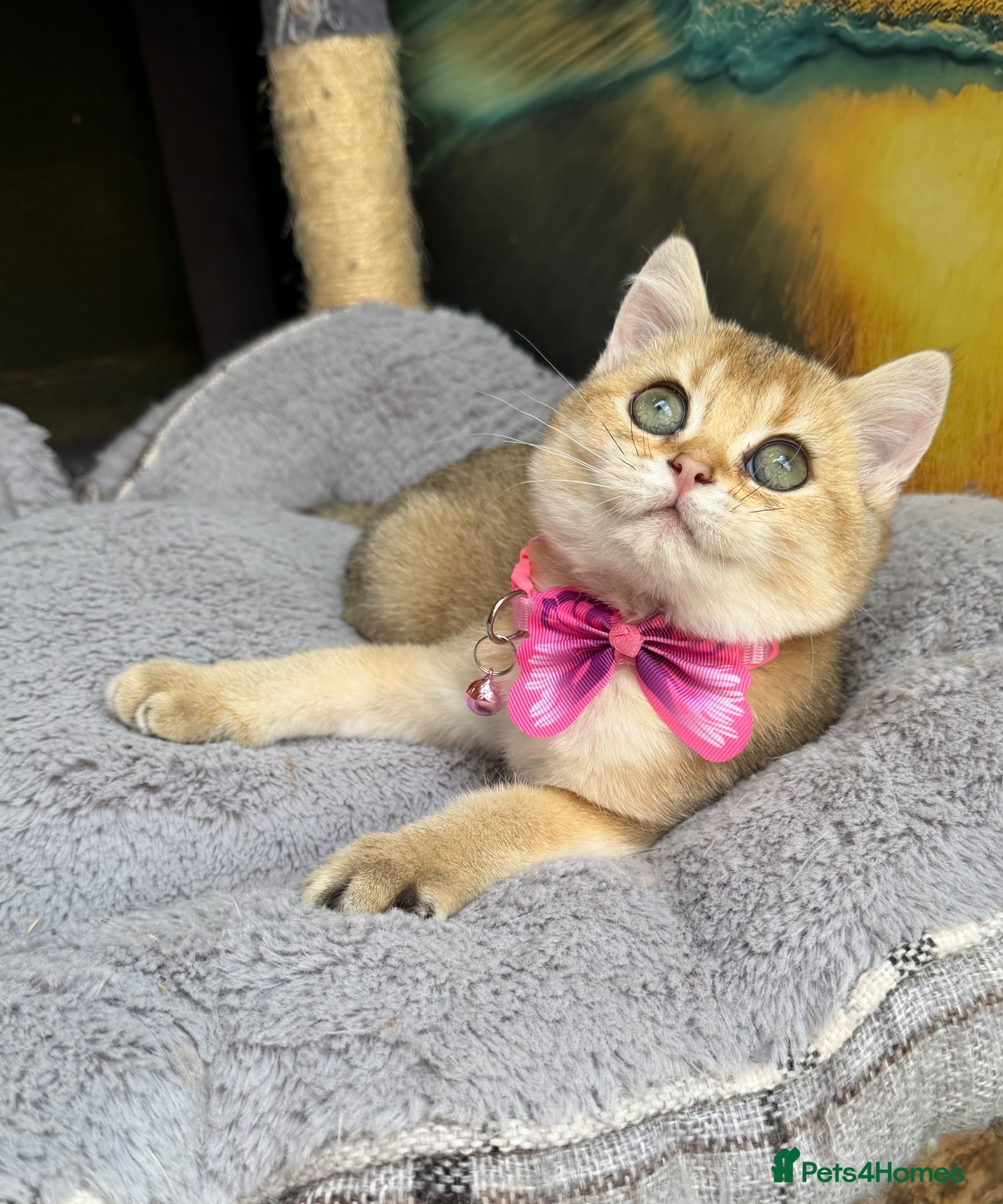 British Shorthair cats Adorable British Shorthair golden kittens   - Advert 1