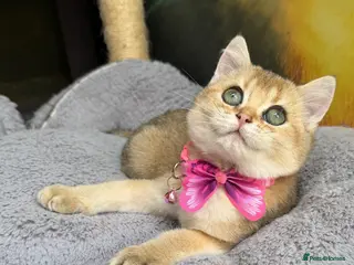 British Shorthair cats Adorable British Shorthair golden kittens - Advert 1