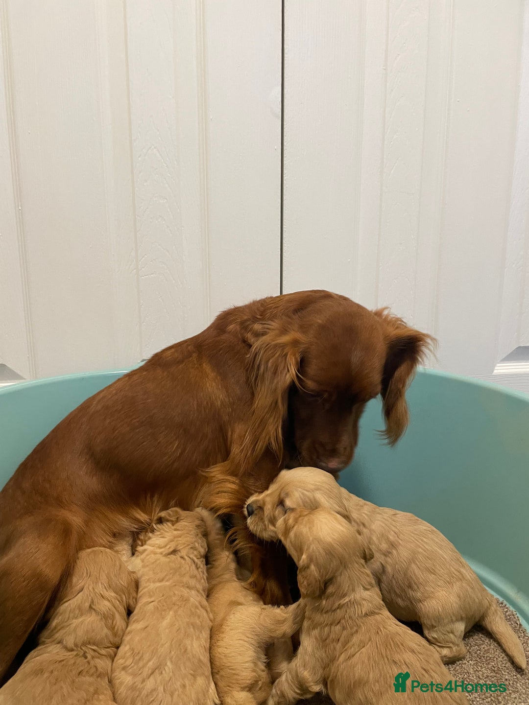 Cockapoo dogs for sale: P,r,a clear f1 cockpoo - Advert 13