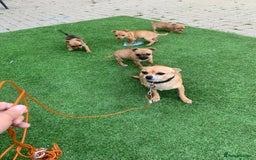 Mixed Breed dogs for sale: Adorable Chihuahua x Jack Russell Pups – 3 M, 1 F - Image 4