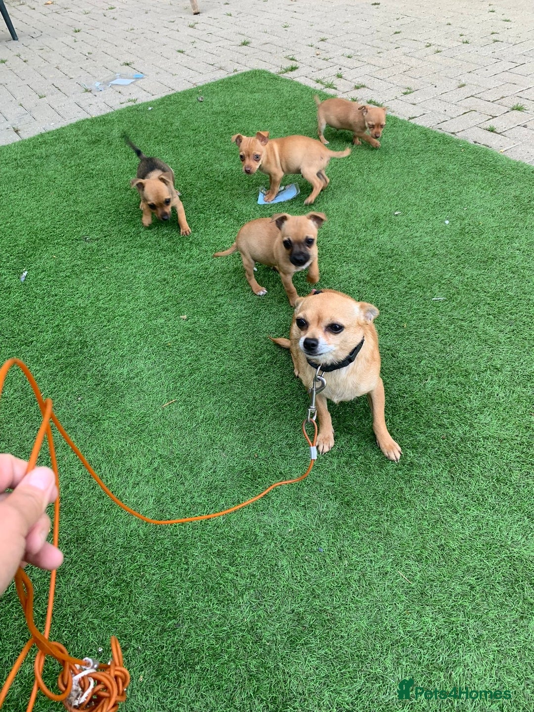 Mixed Breed dogs for sale: Adorable Chihuahua x Jack Russell Pups – 3 M, 1 F - Image 4