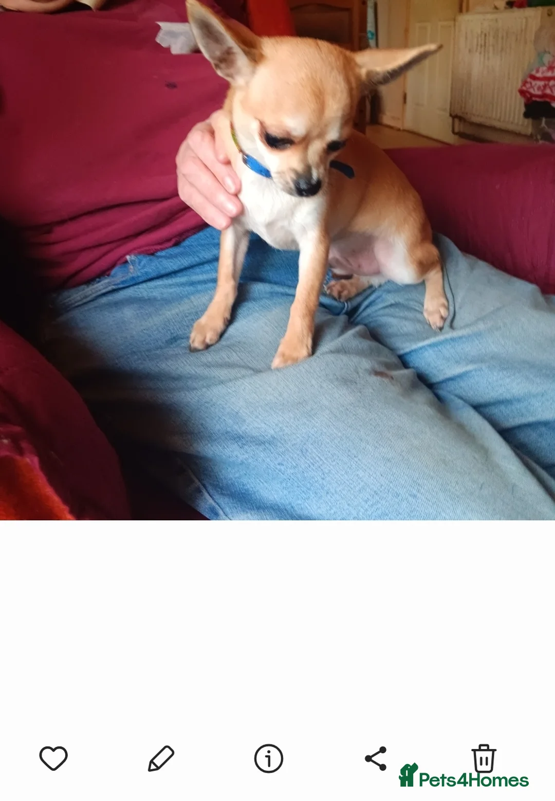 Chihuahua dogs for sale: Gorgeous smooth coat chihuahua's for sale - Advert 2