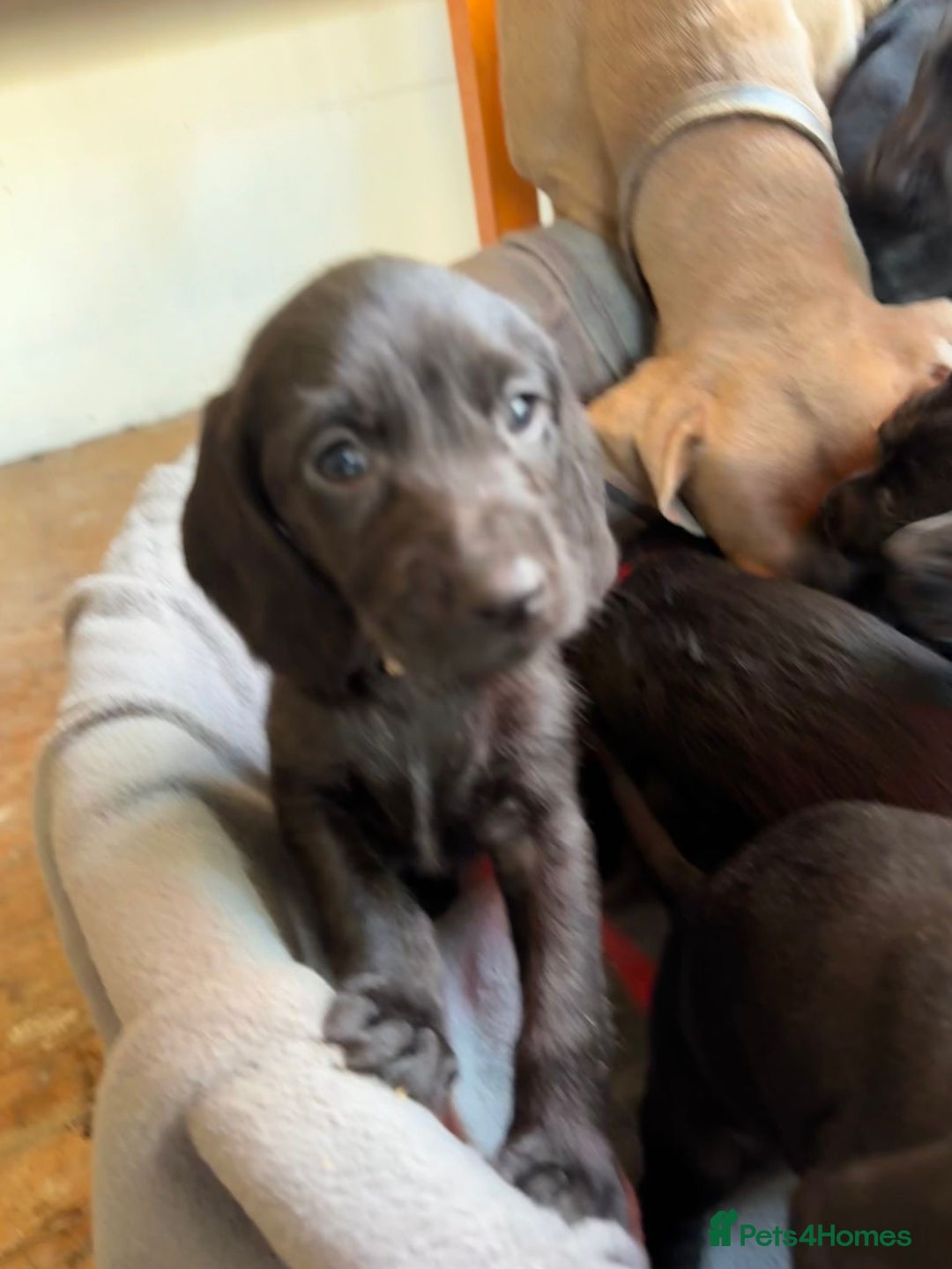 Mixed Breed dogs for sale: Doodle puppies for sale  - Advert 2