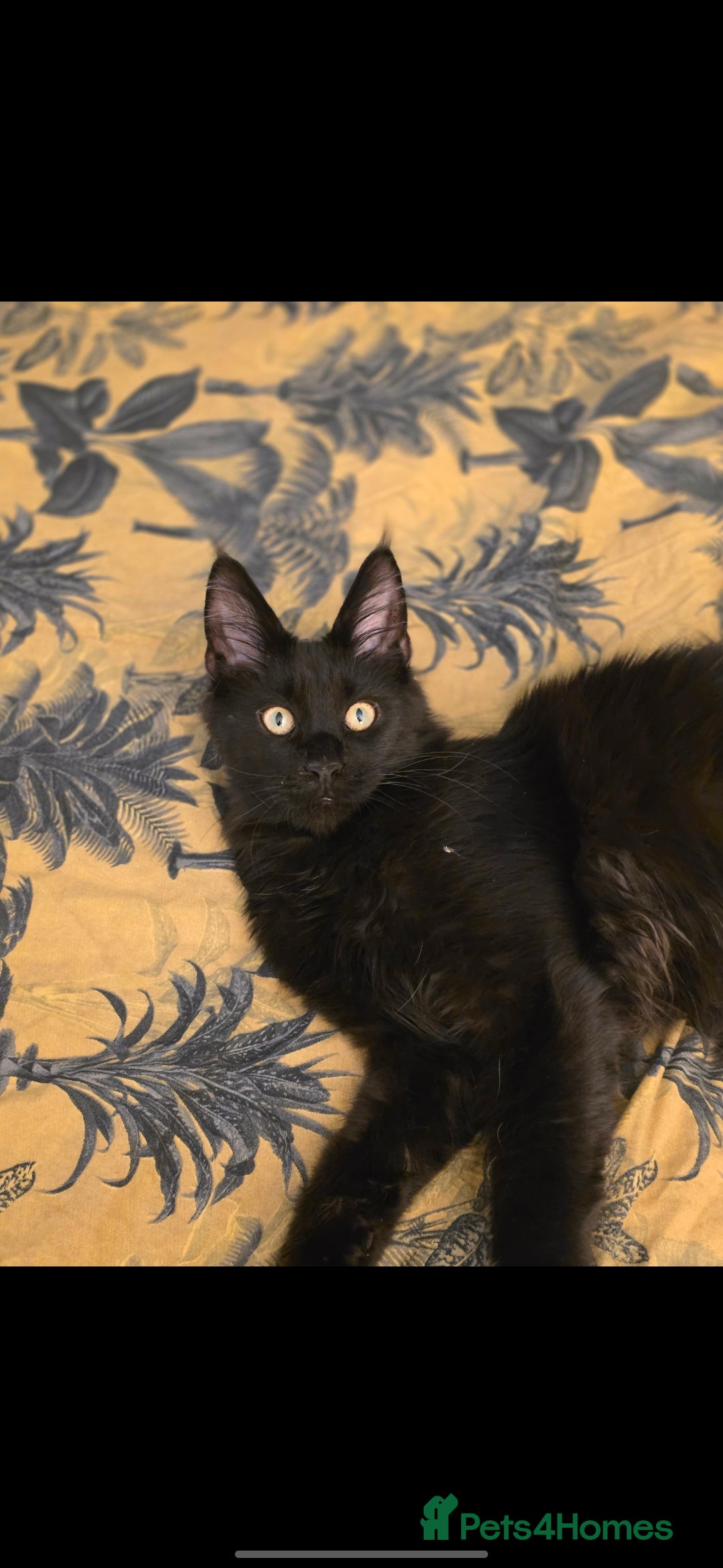 Maine Coon cats for sale: Main Coon  - Advert 1