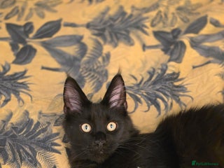 Maine Coon cats - Advert 27