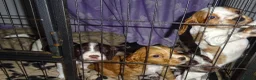 Cocker Spaniel dogs for sale: 4 Working Cocker Spaniel Puppies - Advert 6
