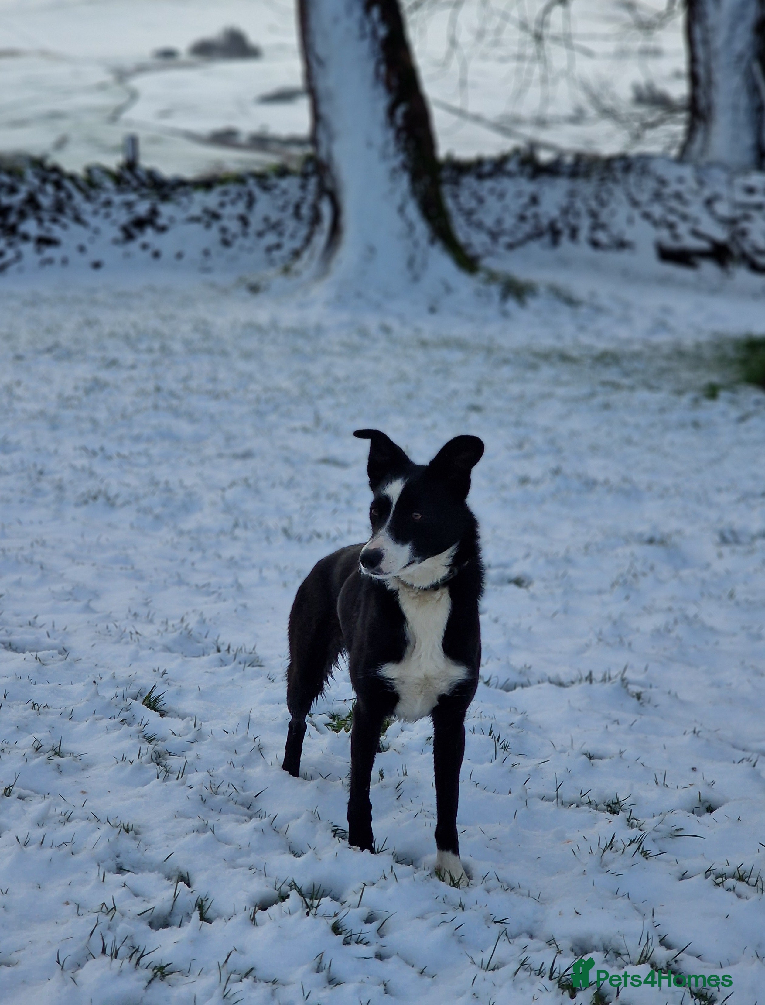 Border Collie dogs Pet home only needed - Advert 1