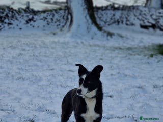 Border Collie dogs Pet home only needed - Advert 1