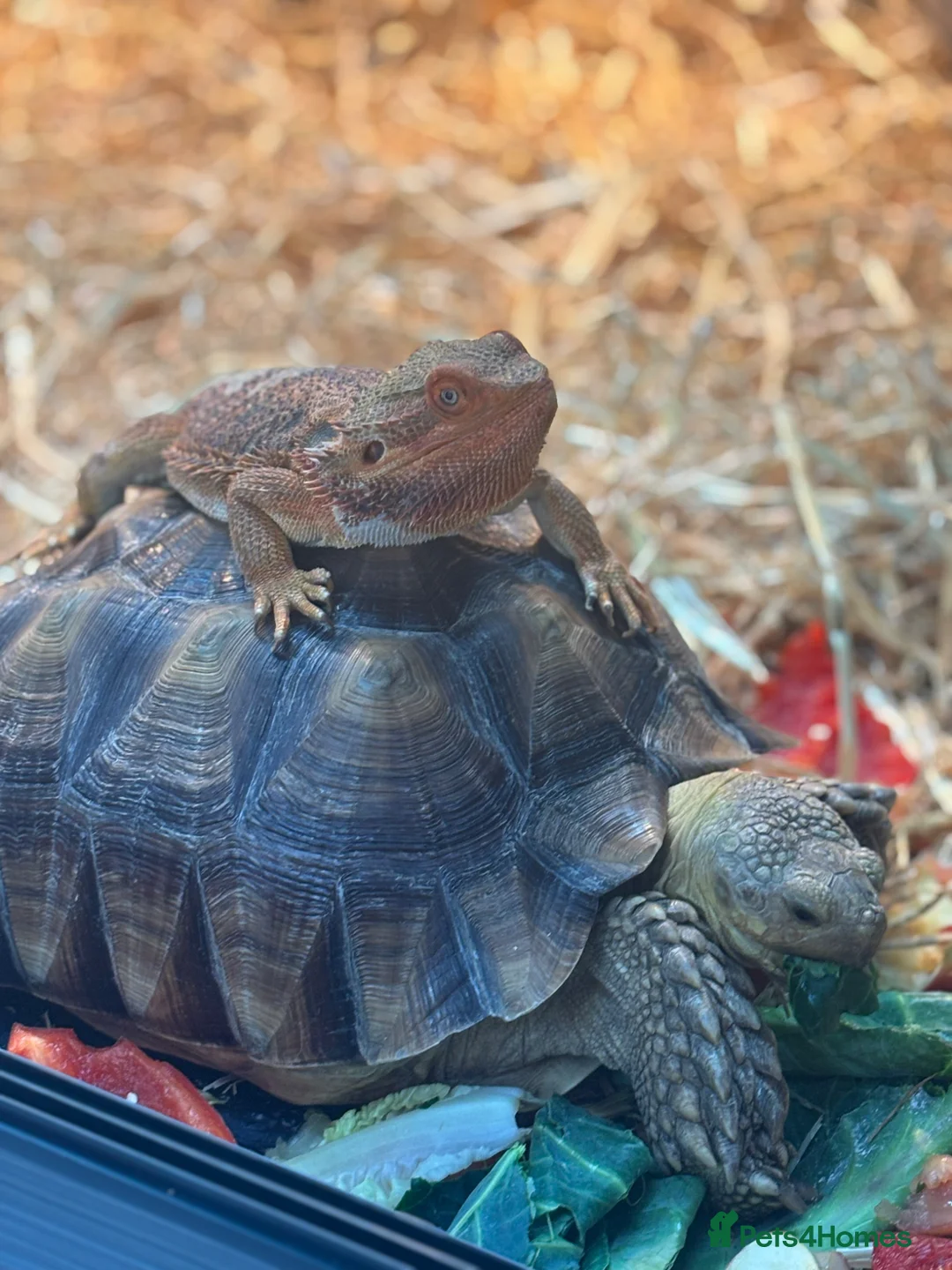 Tortoise reptiles for sale: Baby Sulcatas  - Advert 1