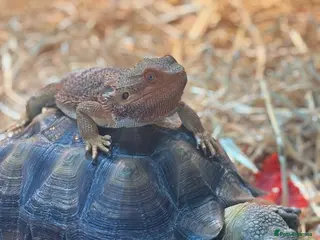 Tortoise reptiles Baby Sulcatas - Advert 11