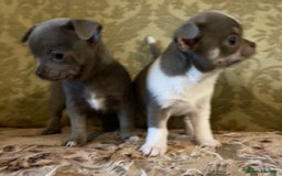 Chihuahua dogs for sale: Chihuahua girls from licensed breeder - Image 6