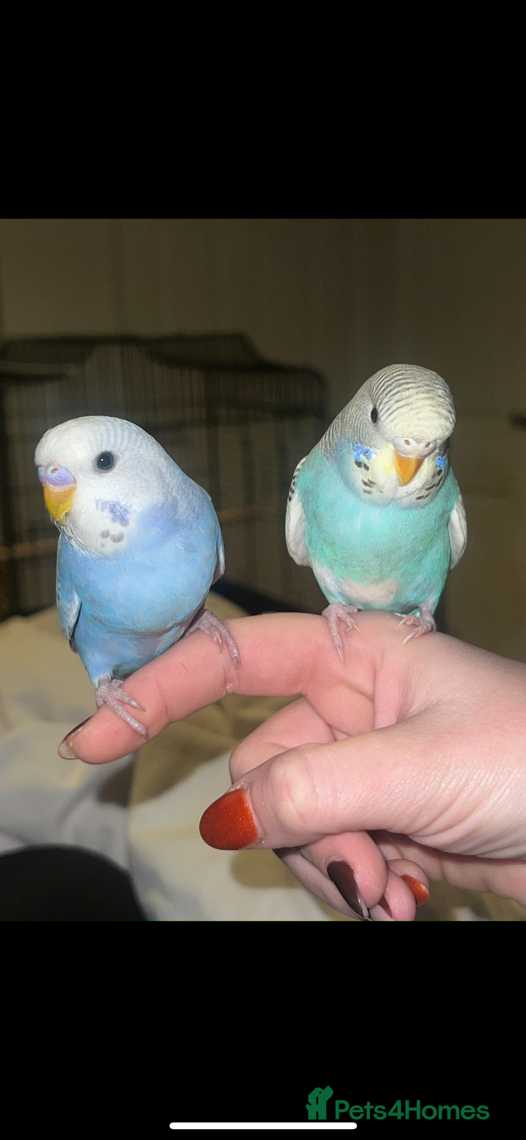 Budgerigars birds for sale: male and female young budgies pair - Advert 1