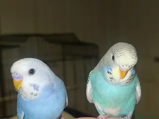 Budgerigars birds male and female young budgies pair - Advert 2
