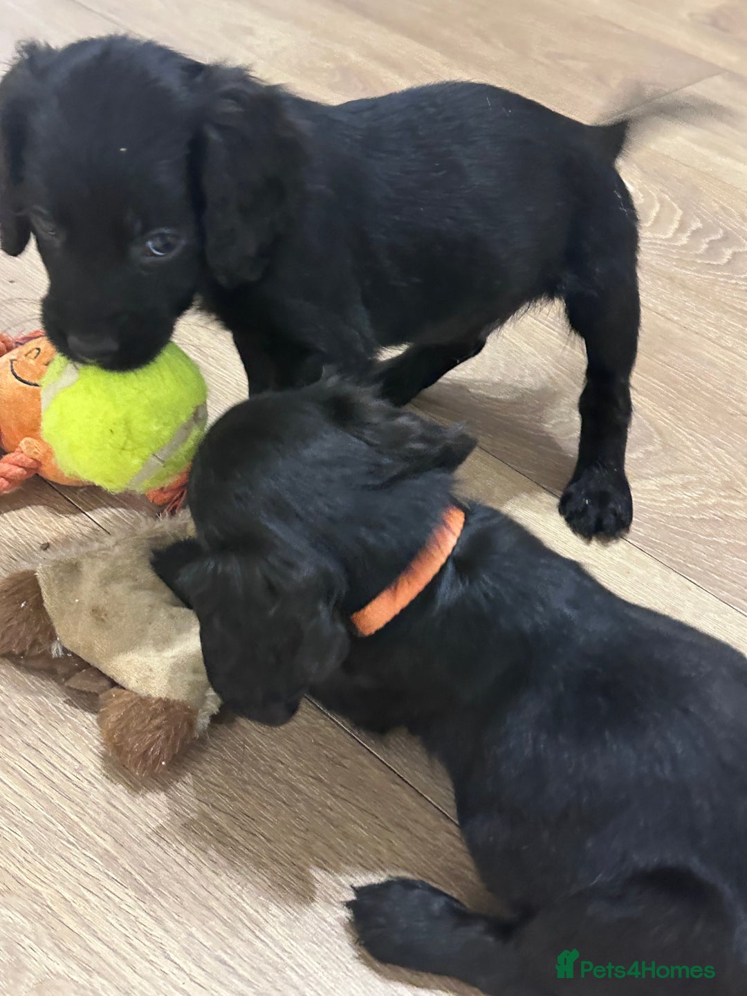 Sprocker dogs for sale: Sprocker puppies! - Advert 10