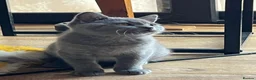 British Shorthair cats for sale: Blue boy kitten  - Advert 16