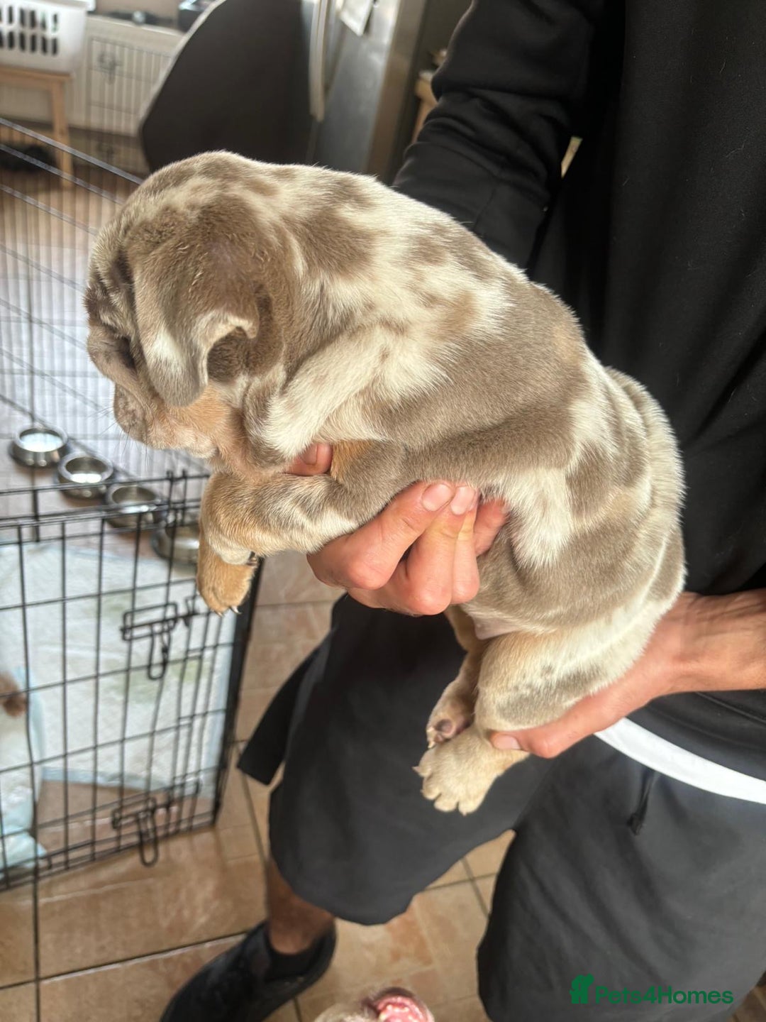 English Bulldog dogs for stud: full suited English bulldog stud well proven in Leicester - Advert 19