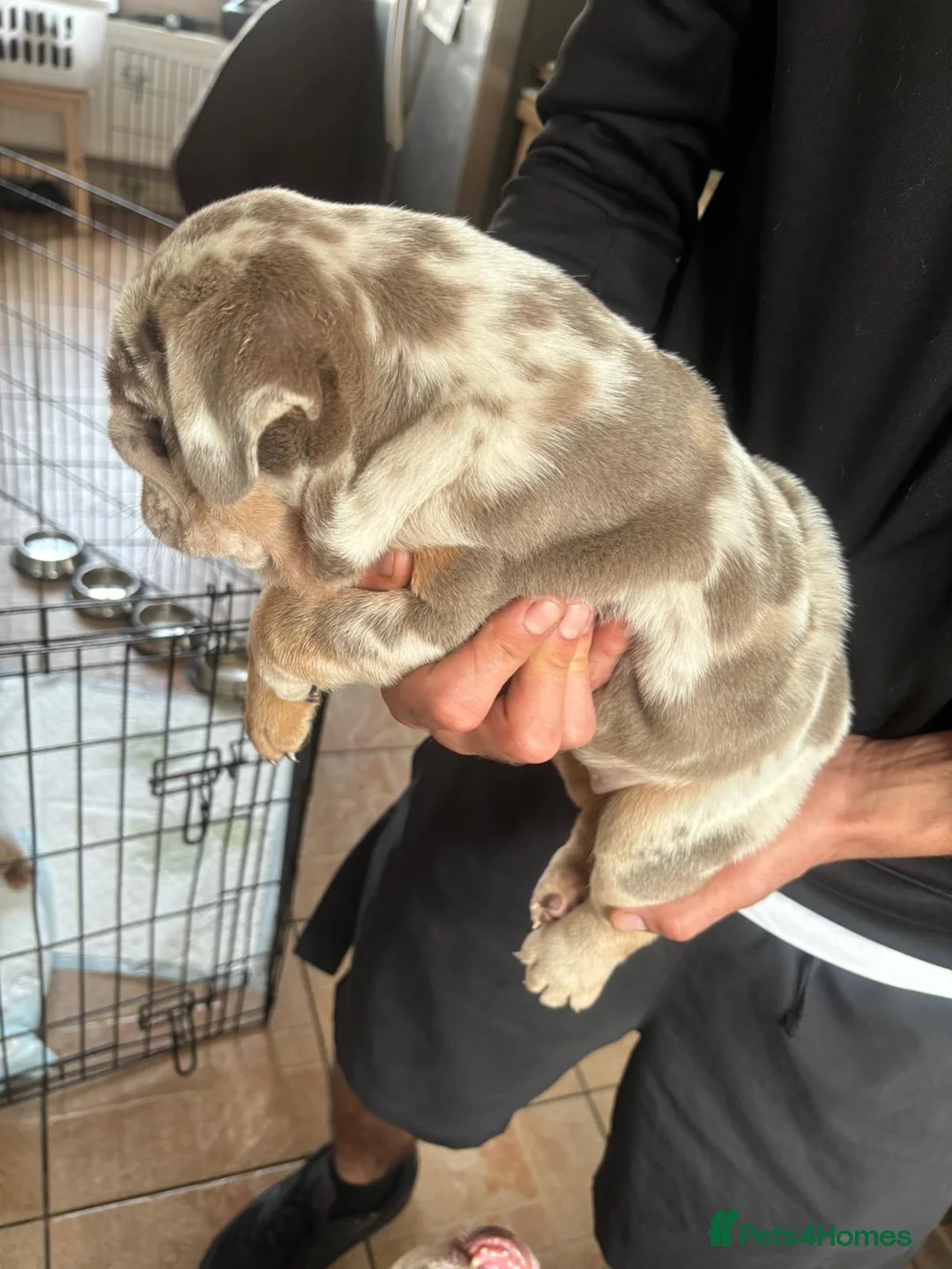 English Bulldog dogs for stud: full suited English bulldog stud well proven in Leicester - Advert 19