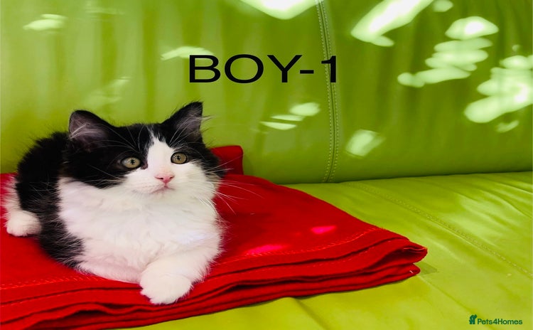 Mixed Breed cats - Advert 1