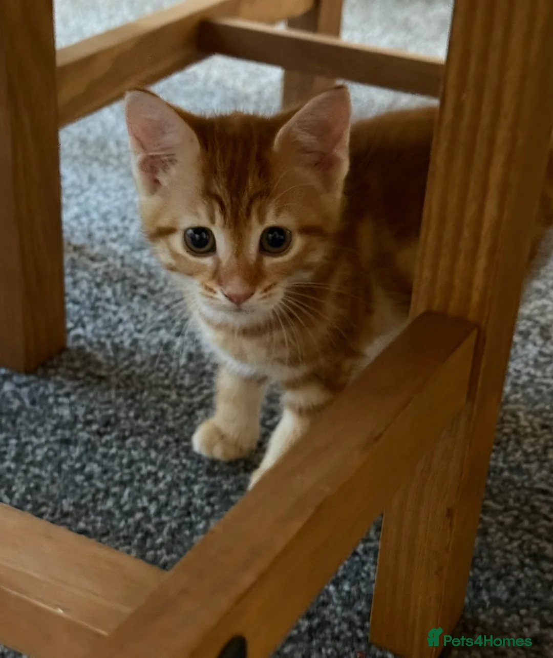 Mixed Breed cats for sale: 4 beautiful kittens  - Advert 2