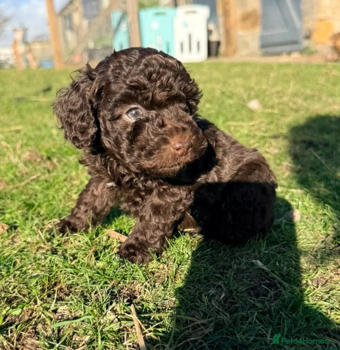 Miniature Poodle dogs for sale: Gorgeous Miniature Poodle Pups - Advert 1