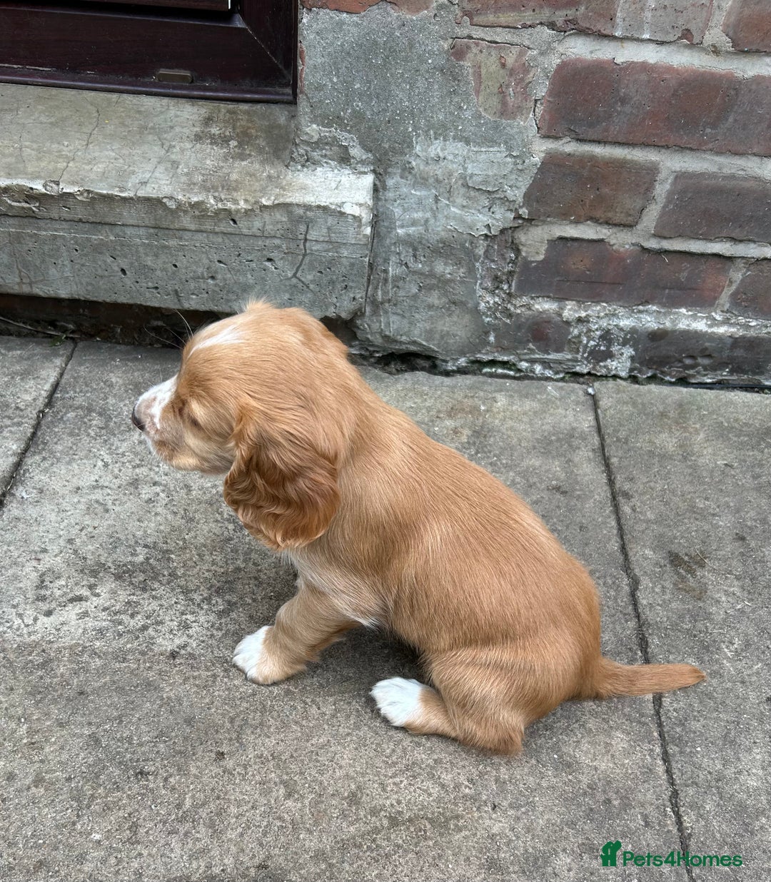 Sprocker dogs for sale: Sprocker puppies mixed litter  - Image 5