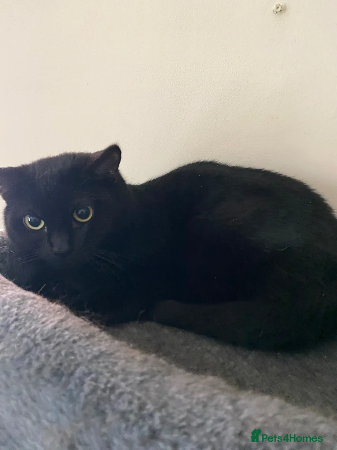 British Shorthair cats for sale: Charming Boy - Advert 2