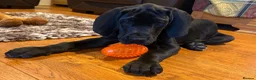 Great Dane dogs for sale: Blue & black puppies from health tested parents.  in Worksop - Advert 4