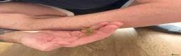 Stick Insects invertebrates for sale: Indian Stick Insect Eggs in Manchester - Advert 3