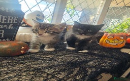 Domestic Shorthair cats for sale: Three beautiful boys ready to leave  - Image 3