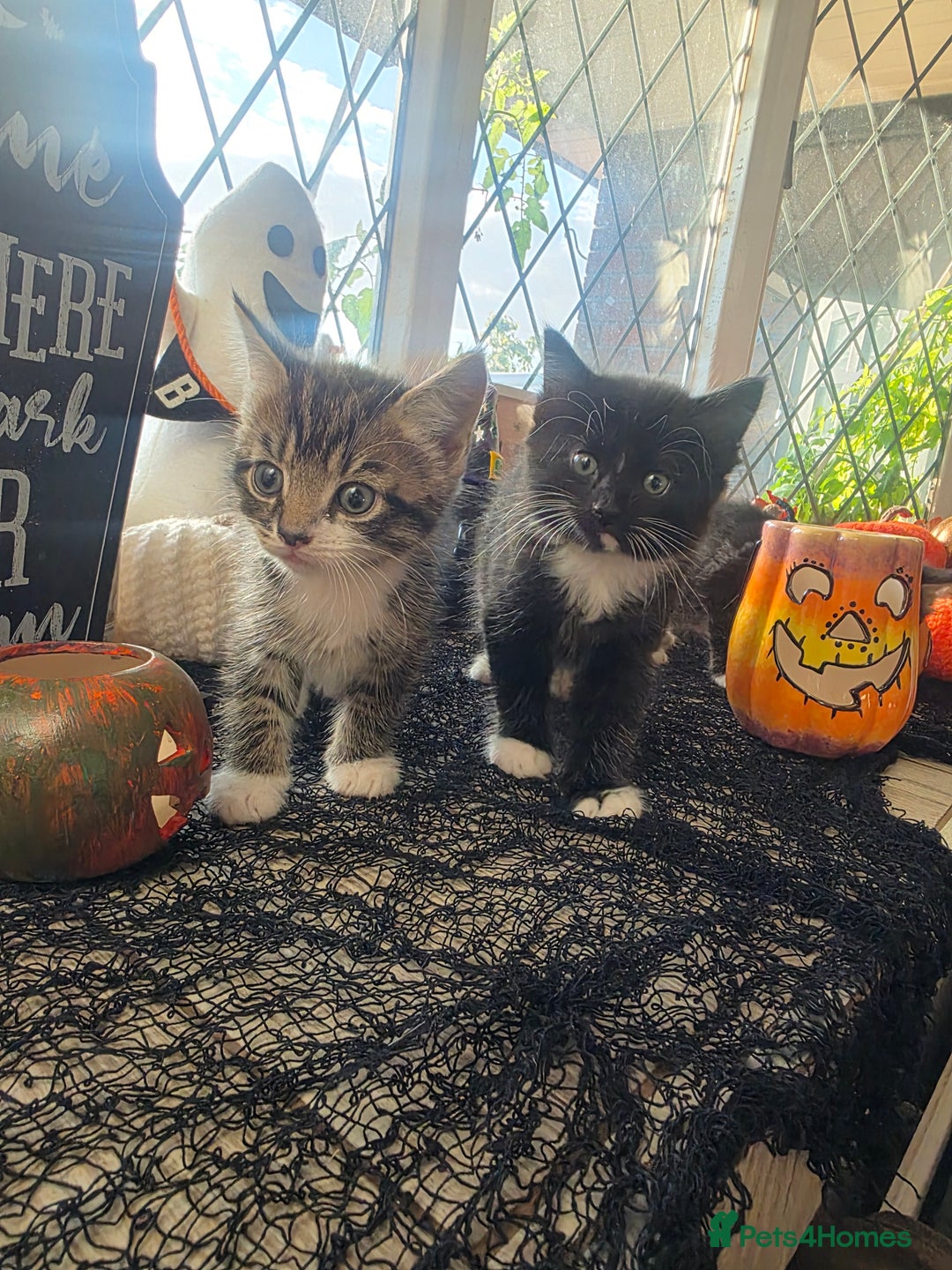 Domestic Shorthair cats for sale: Three beautiful boys ready to leave  - Image 3
