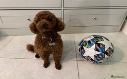 Toy Poodle dogs for sale: Dark red extra Tiny toy poodle puppies KC register - Image 9