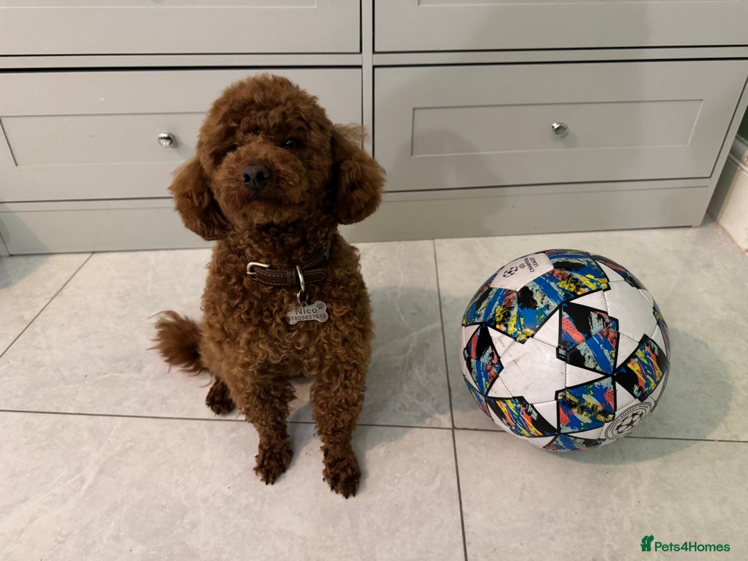Toy Poodle dogs for sale: Dark red extra Tiny toy poodle puppies KC register - Image 9