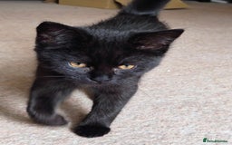 Mixed Breed cats for sale: Persian / British Shorthair Cross, Female Kitten - Image 5