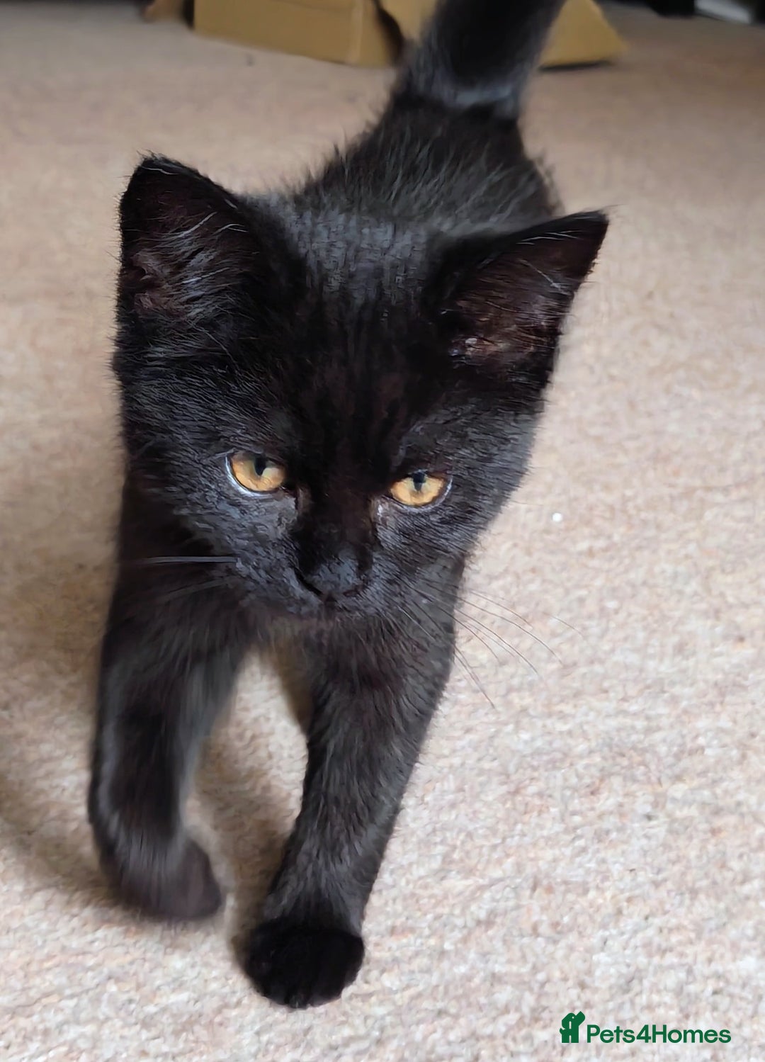 Mixed Breed cats for sale: Persian / British Shorthair Cross, Female Kitten - Image 5